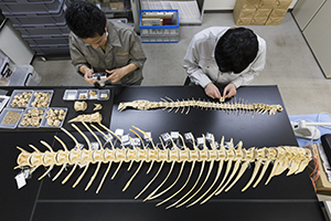 出土したマグロの骨と標本を観察する