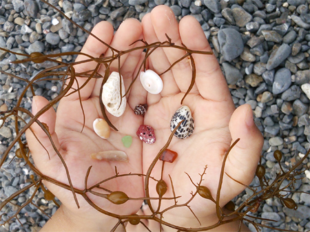 海でひろったもの