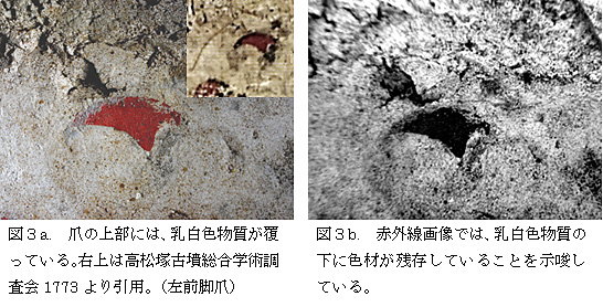 左側写真：図3a．爪の上部には，乳白色の物質が覆っている。右上は高松塚古墳総合学術調査会1773より引用。（左前脚爪）
右側写真：図3b．赤外線画像では，乳白色物質の下に敷材が残存していることを示唆している。