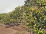 Natural Monument, Hibiscus hamabo colony and sub-tidal habitat near the Manose River outlet