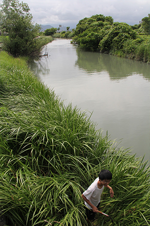 Children gathering iris plants by the river