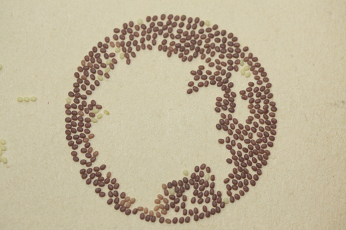 Silkworm eggs. Diameter approximately 1 mm, which look like plant seeds.
