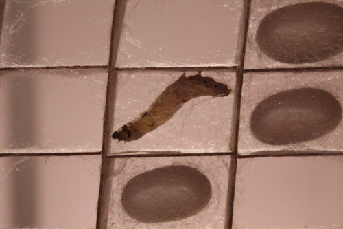 The silkworm begins its cocoon production and will eventually stay inside.