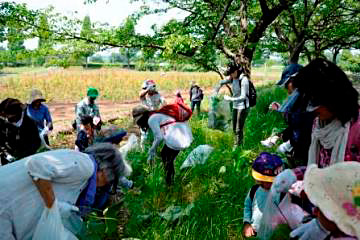 Volunteering to preserve nature at  Minuma rice field, Saitama City