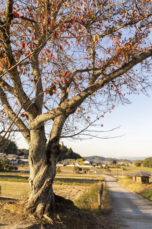 橘寺の参道にたたずむ桜の木(明日香村橘)