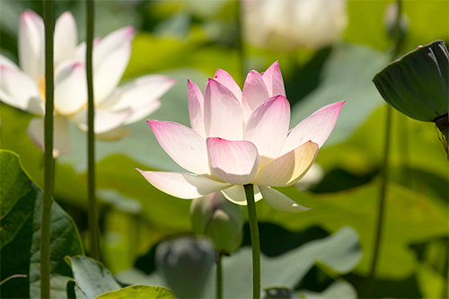 ハスの花（蓮華）