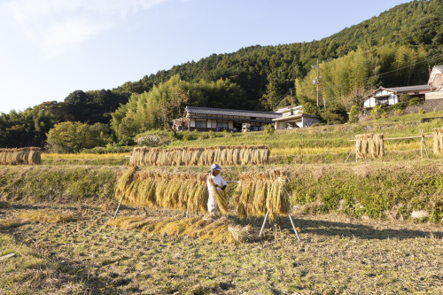 明日香村の棚田での稲架掛けの風景