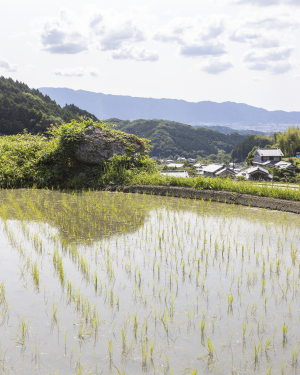 明日香村細川の古墳と水田