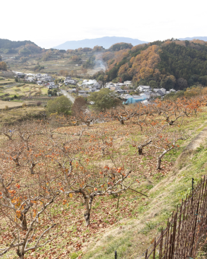 明日香村上居の柿畑