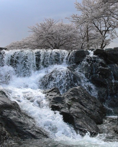 第4回写真コンテスト「飛鳥川の導」受賞作 市川秀明「明日香川の春」