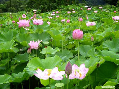 蓮の花のように