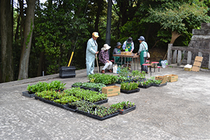 苗の販売（射穂神社）