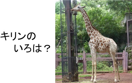 導入のクイズ~本物のキリンは黄色くない!