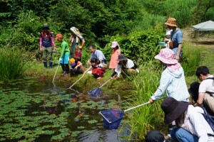 ビオトープでの水性生物の採集1