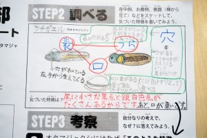 ワークシートをもとに調べる様子