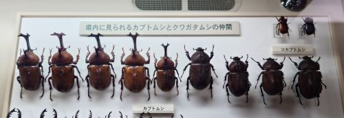 常設展示のカブトムシ