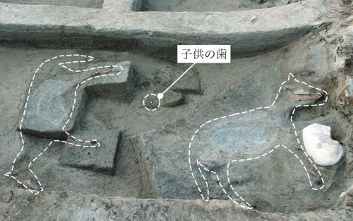 馬の骨と子どもの骨の出土状況