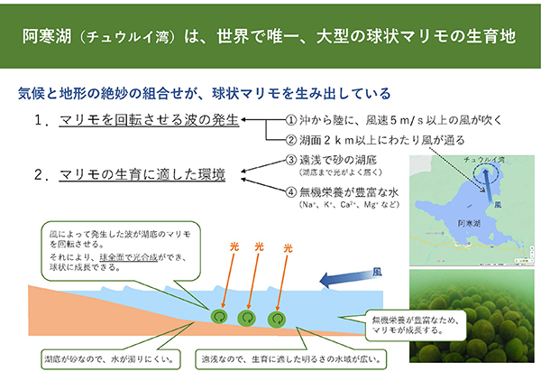 球状マリモが生育する阿寒湖の秘密（写真は釧路市教育委員会提供）