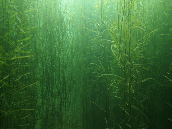 チュウルイ湾に繁茂する水草（左）