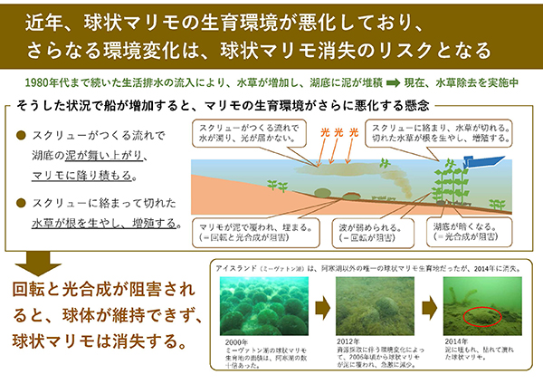 球状マリモ消失のリスク（写真は釧路国際ウェットランドセンター提供）