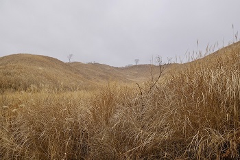 阿蘇高森の茅場