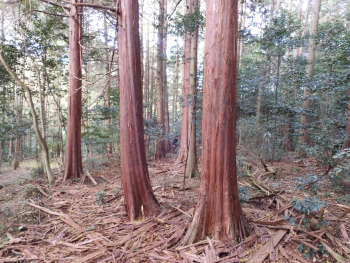 石山寺境内林
