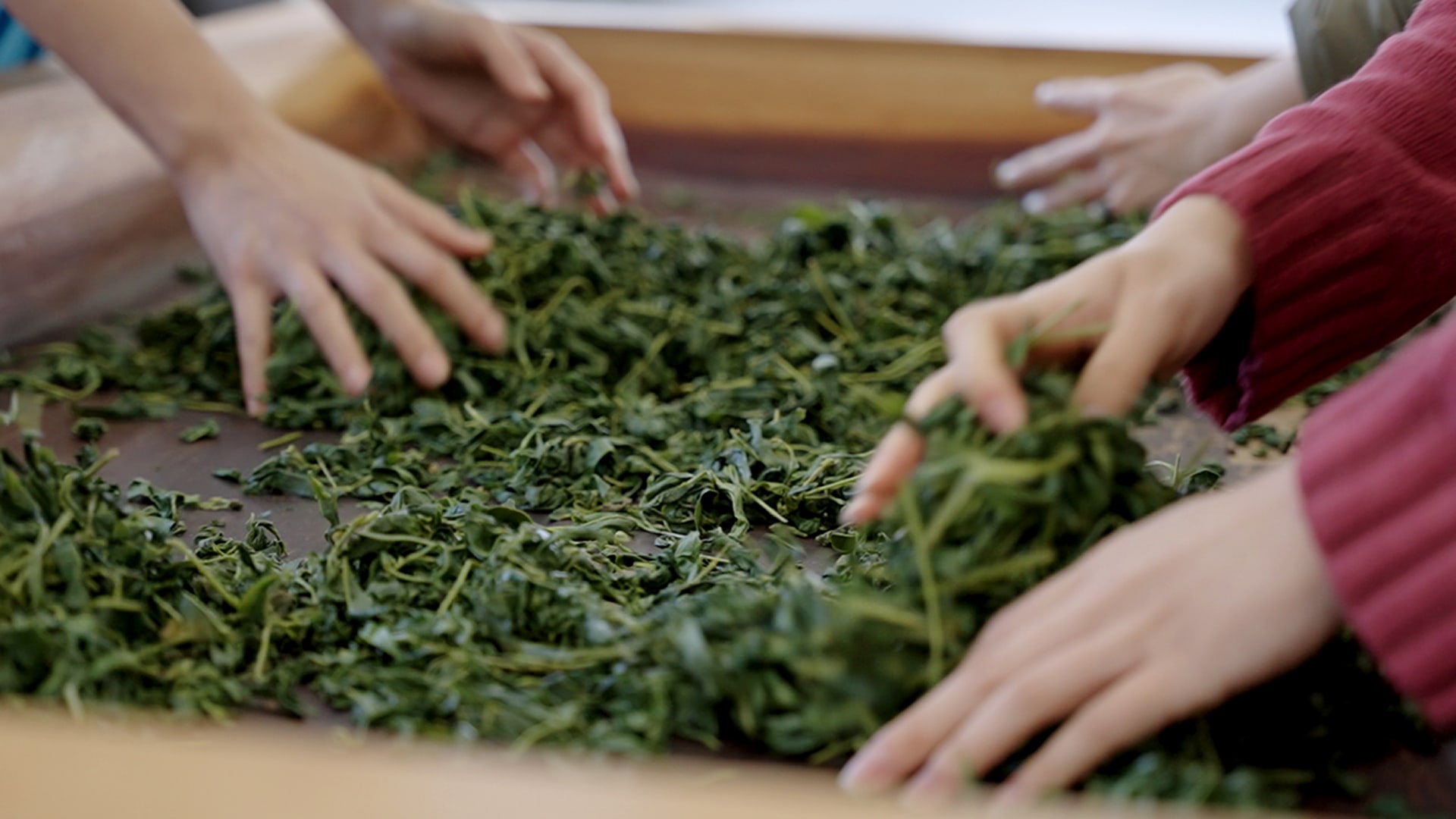 手揉み製茶 編