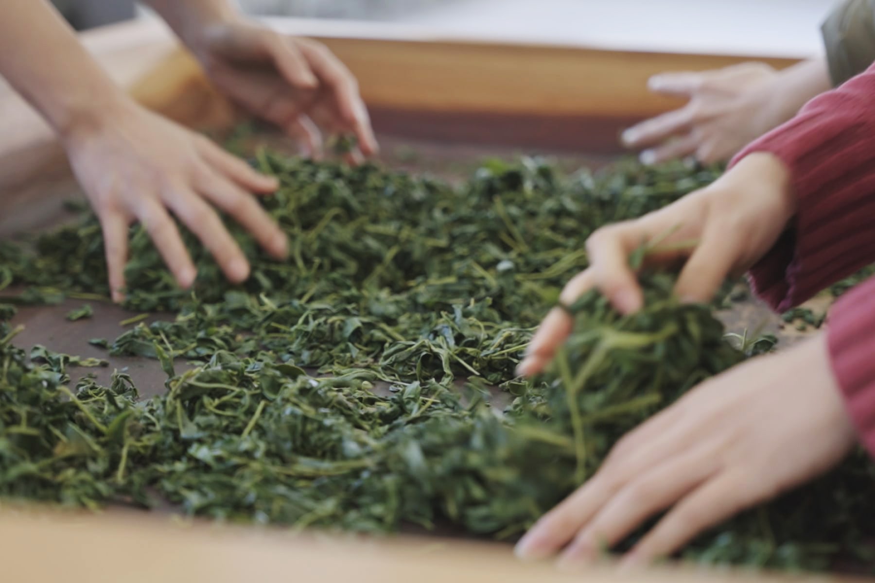 手揉み製茶 編 1