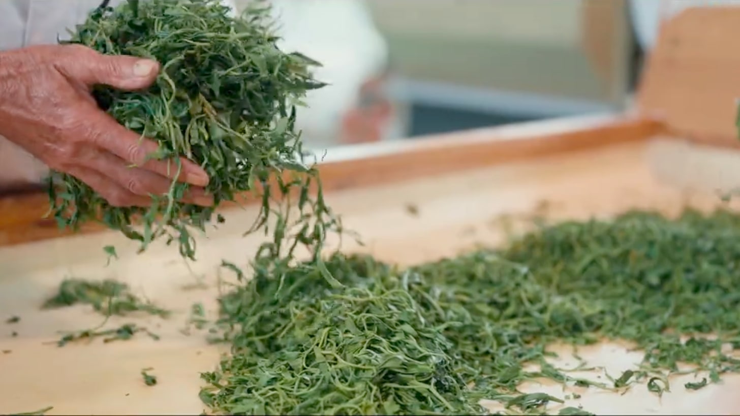 緑を求めて ― 日本の茶の“わざ”